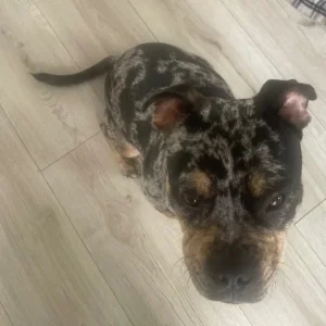 7-month-old male puppy, tri-merle, house-trained, great with kids and dogs - Image 6