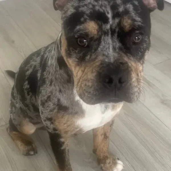 7-month-old male puppy, tri-merle, house-trained, great with kids and dogs