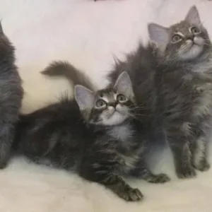 Ragdoll x Maine Coon kittens - Image 2