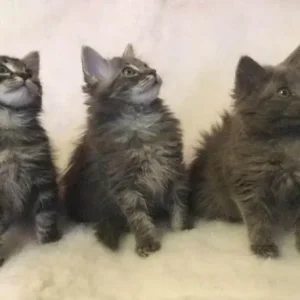 Ragdoll x Maine Coon kittens - Image 3