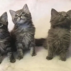 Ragdoll x Maine Coon kittens - Image 4