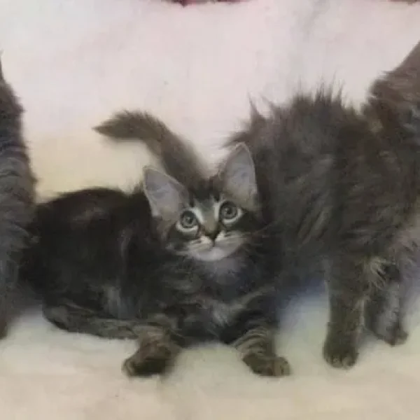 Ragdoll x Maine Coon kittens