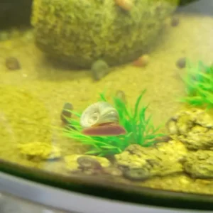 Ramshorn Snails (all breeds) - Image 2
