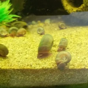 Ramshorn Snails (all breeds) - Image 4