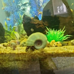Ramshorn Snails (all breeds)