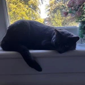 Russian blue male cat - Image 2