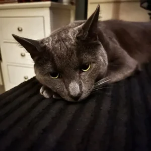 Russian blue male cat - Image 3
