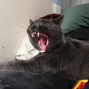 Russian blue male cat - Image 4