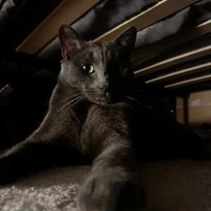 Russian blue male cat - Image 5