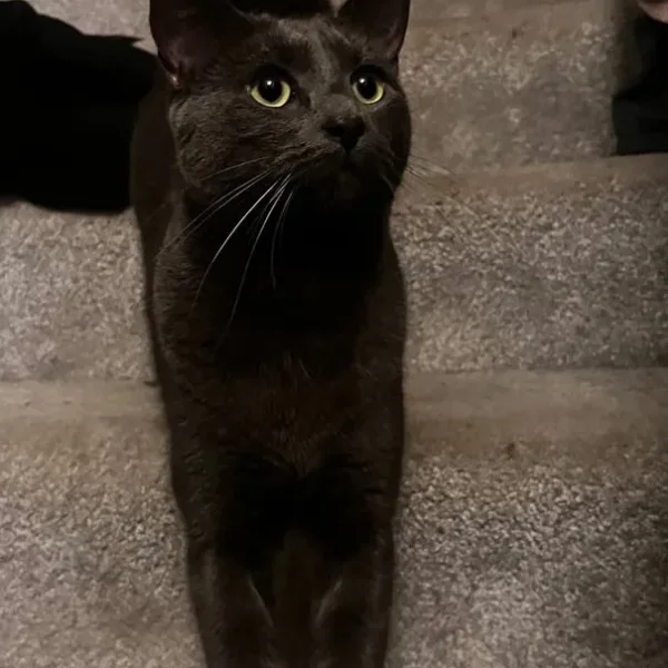 Russian blue male cat