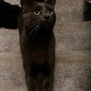Russian blue male cat