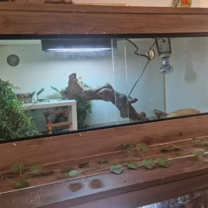 Beaeded dragon vivarium and reptile setup - Image 2