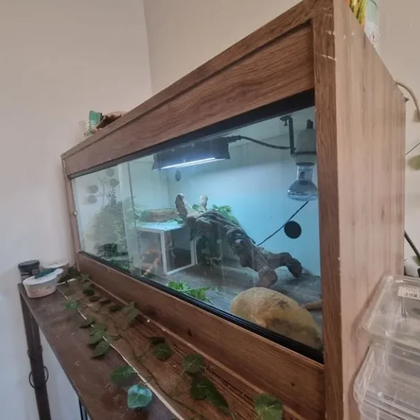 Beaeded dragon vivarium and reptile setup
