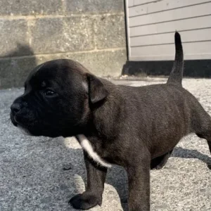 Staff puppies available - Image 2