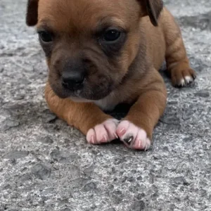 Staff puppies available - Image 3