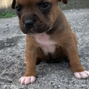 Staff puppies available - Image 4