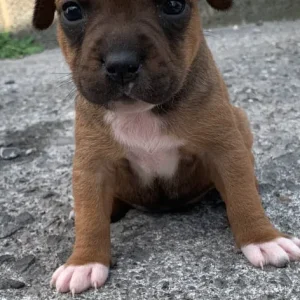 Staff puppies available - Image 5