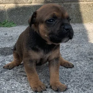 Staff puppies available - Image 6