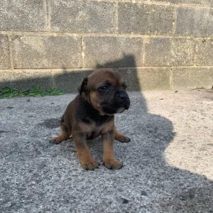 Staff puppies available - Image 7