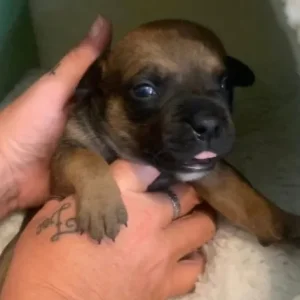 Staff puppies available - Image 8