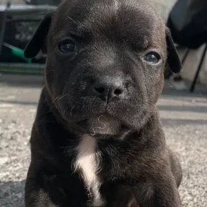 Staff puppies available