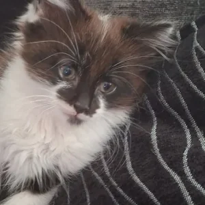 Male kitten, fully trained - Image 2