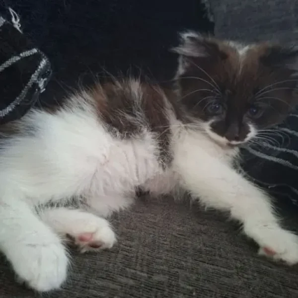 Male kitten, fully trained