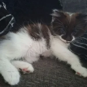 Male kitten, fully trained