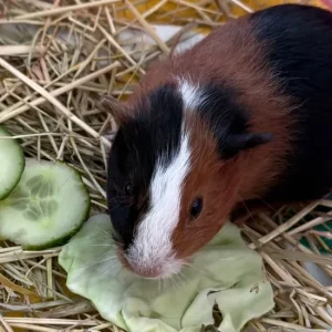 Beautiful baby boar