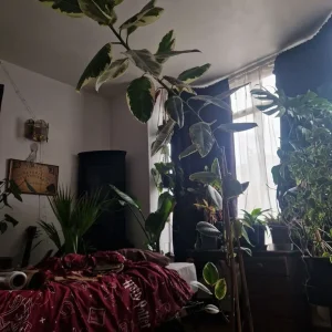 Huge Rubber Plant – Ficus Elastica Tineke – 2m Tall - Image 2