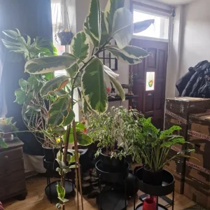 Huge Rubber Plant – Ficus Elastica Tineke – 2m Tall - Image 3