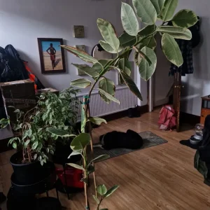 Huge Rubber Plant – Ficus Elastica Tineke – 2m Tall - Image 4
