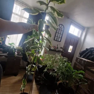 Huge Rubber Plant – Ficus Elastica Tineke – 2m Tall - Image 6