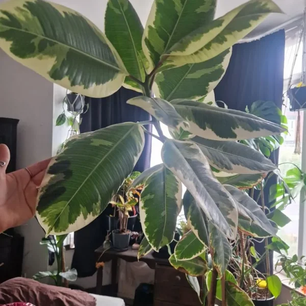 Huge Rubber Plant – Ficus Elastica Tineke – 2m Tall