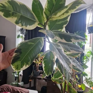 Huge Rubber Plant – Ficus Elastica Tineke – 2m Tall