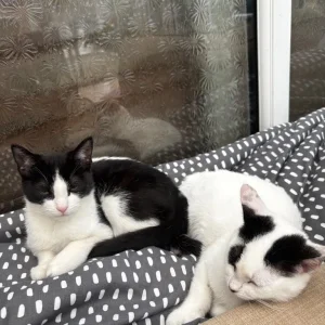2 kittens