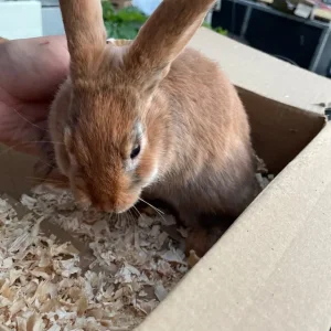 Rex rabbit - Image 2