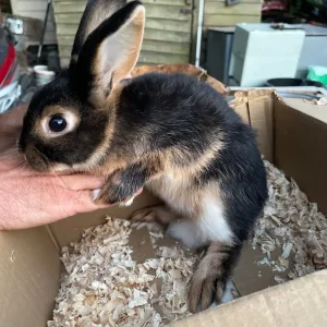 Rex rabbit - Image 3
