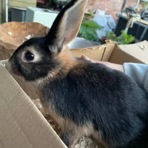 Rex rabbit - Image 4