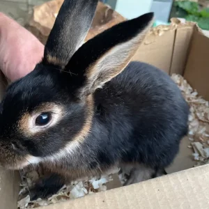 Rex rabbit - Image 5