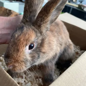 Rex rabbit