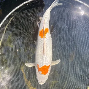 Pond closure, fish only, all individually priced - Image 2