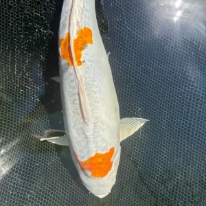 Pond closure, fish only, all individually priced - Image 3