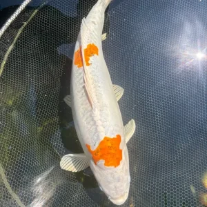 Pond closure, fish only, all individually priced - Image 4