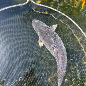 Pond closure, fish only, all individually priced - Image 5