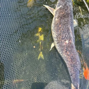 Pond closure, fish only, all individually priced - Image 6