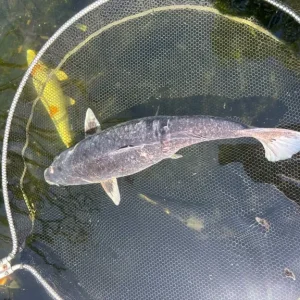 Pond closure, fish only, all individually priced - Image 7