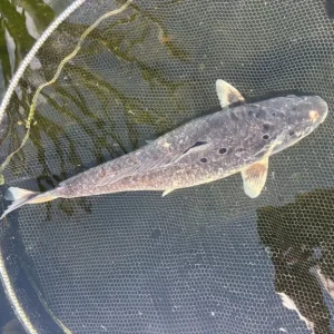 Pond closure, fish only, all individually priced - Image 8