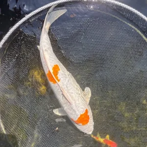 Pond closure, fish only, all individually priced