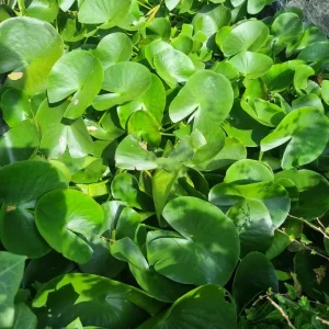 Joblot fishpond water lilies assorted colours - Image 2